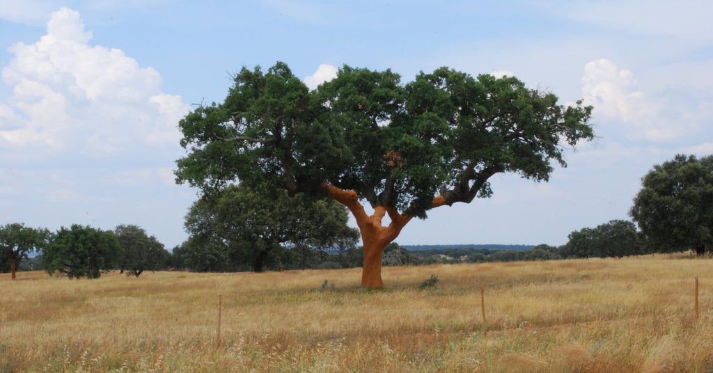 Cork Fabric in India and Sustainability