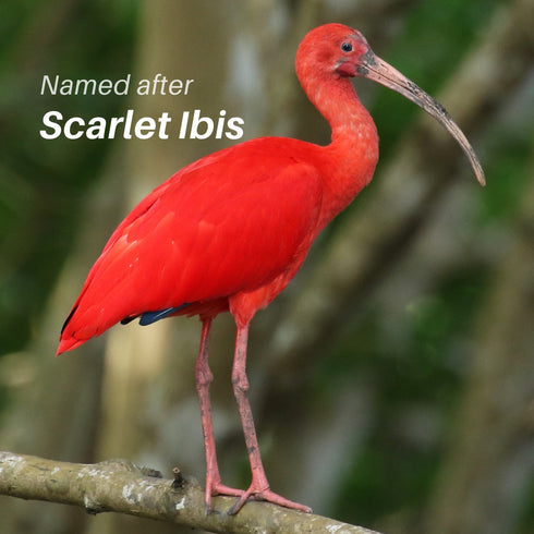 Ibis Cork Wallet - Wallets for the New India