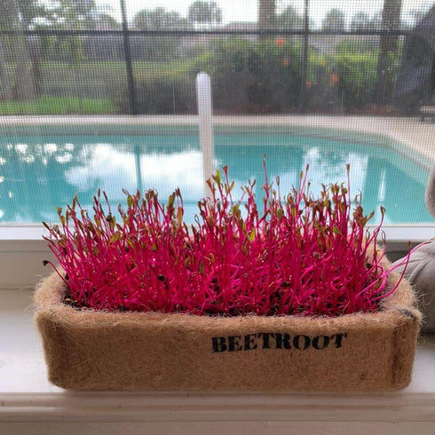 Microgreens Kit - Pack of 4 Seeds