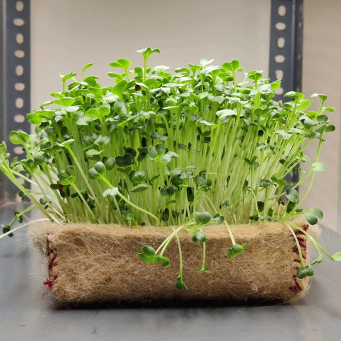 Microgreens Kit - Pack of 2 Seeds