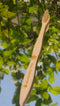 Eco-Friendly Plastic-Free Natural Bamboo Wooden Toothbrush