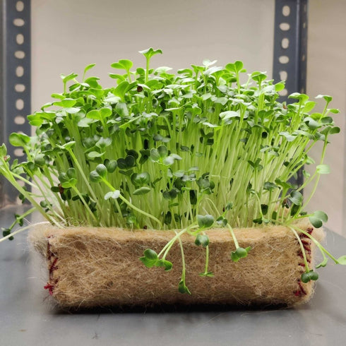 Sustainable Festive Gift Hamper with Microgreens Kit